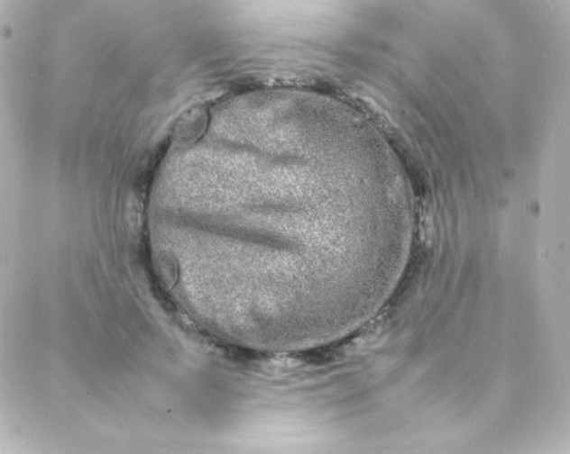 X0000088130695200705291333