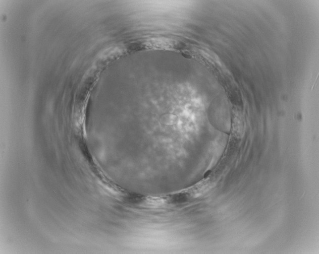 X0000088130701200705291333