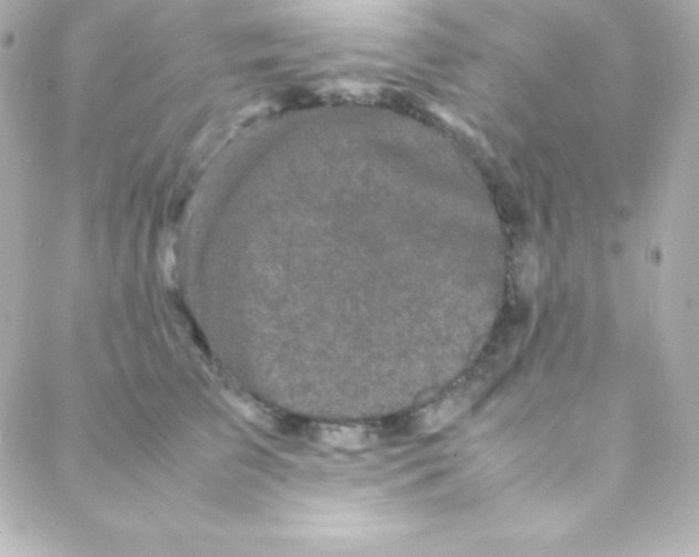 X0000088130709200705291333