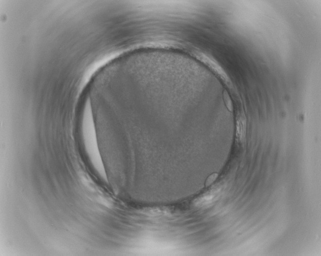 X0000088130724200705291332