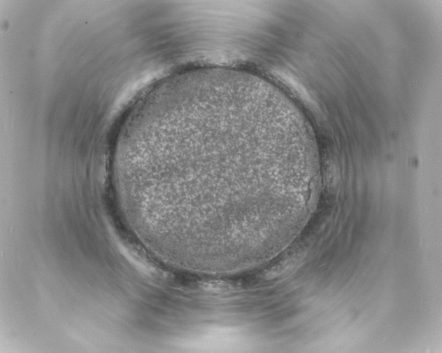 X0000088130736200705291332