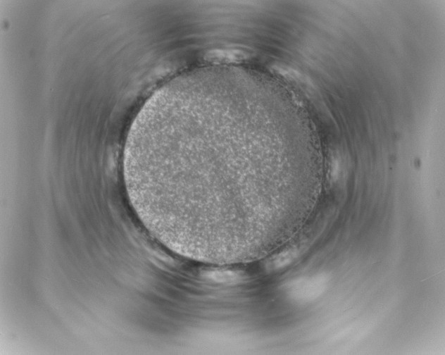 X0000088130759200705291333