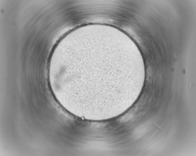 X0000088130848200705291331