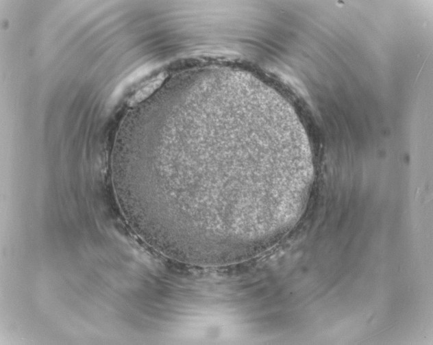 X0000088130920200705291329