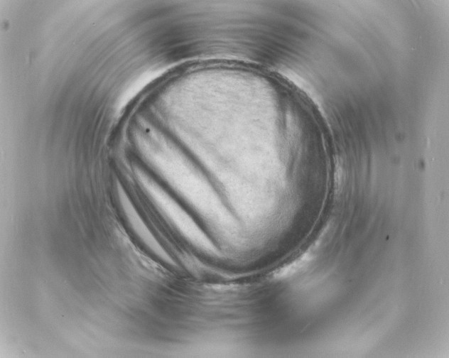 X0000088130925200705291329