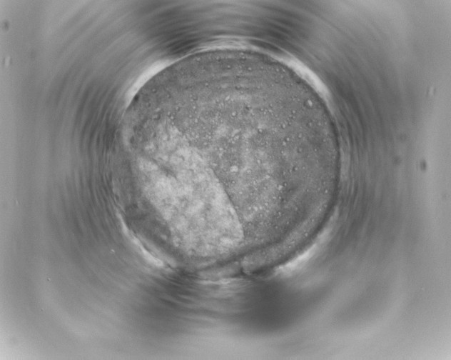 X0000088130953200705291329