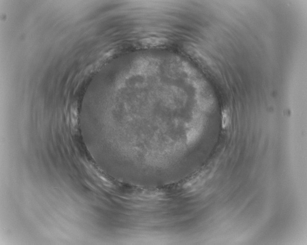 X0000088131011200705291327