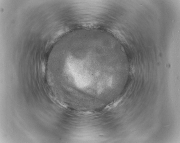 X0000088131106200705291326