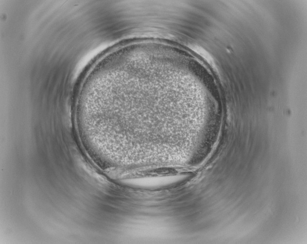 X0000088131120200705291326