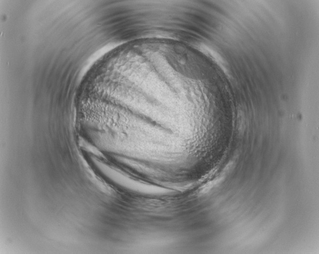 X0000088131125200705291326