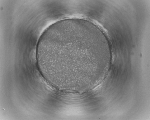 X0000088131174200705291325