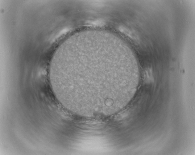 X0000088131254200705291324