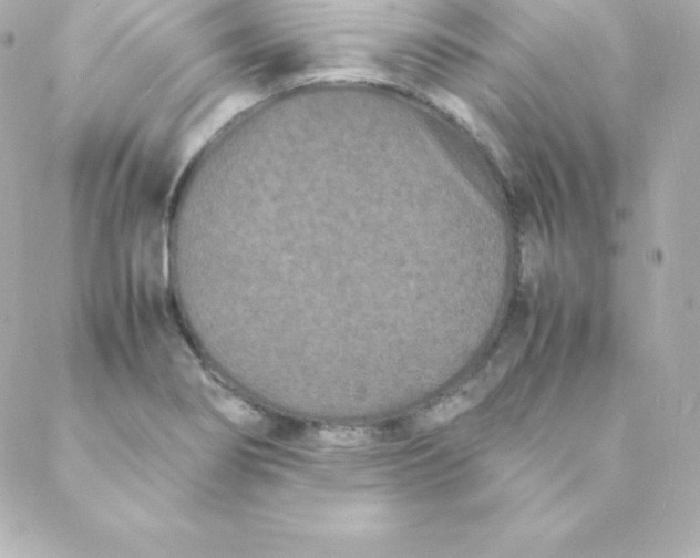 X0000088131274200705291324