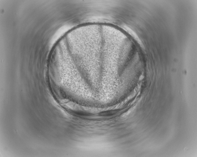 X0000088131277200705291324