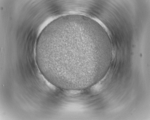 X0000088131294200705291323