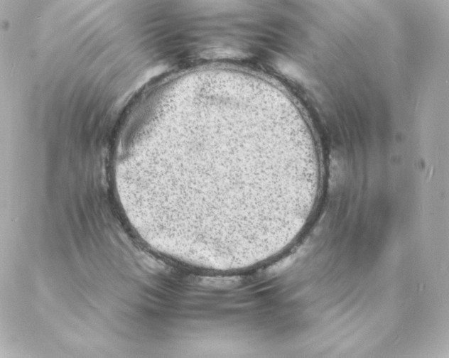 X0000088131305200705291323