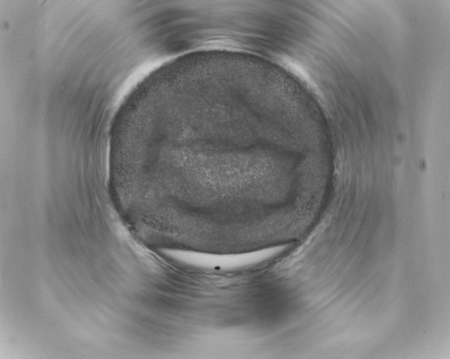 X0000088131323200705291323