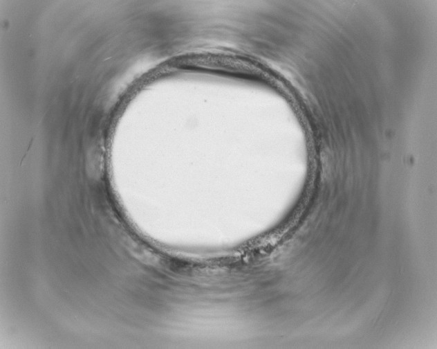 X0000088131363200705291322