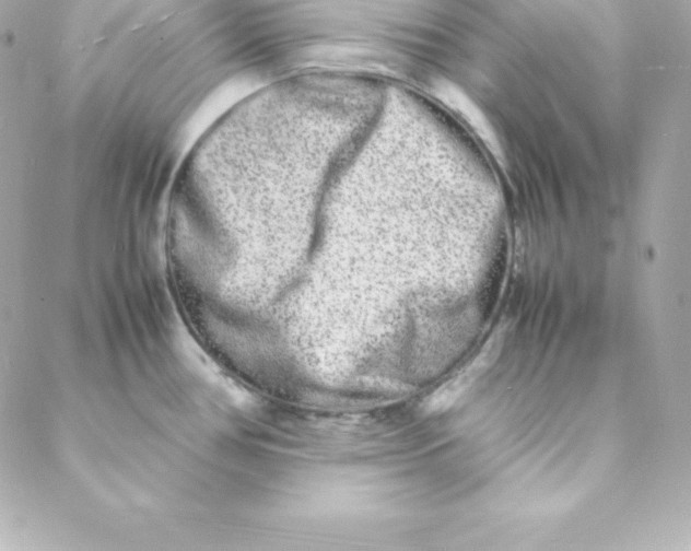 X0000088131386200705291322