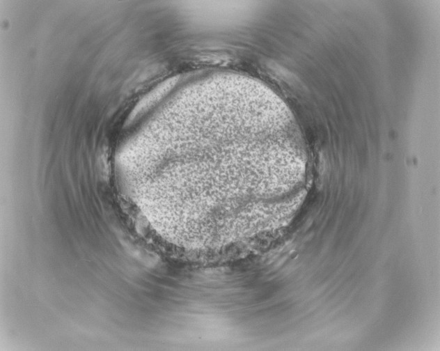 X0000088131394200705291321