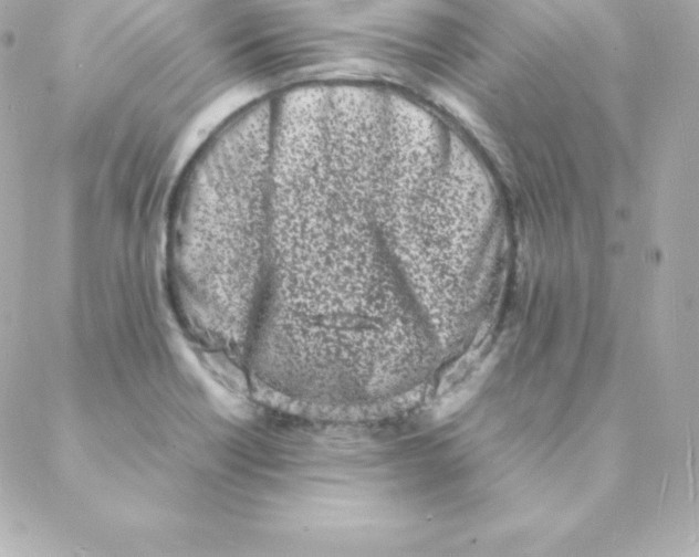 X0000088131418200705291321