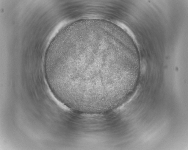 X0000088131429200705291322