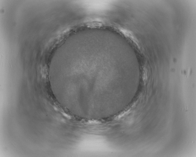 X0000088131445200705291321