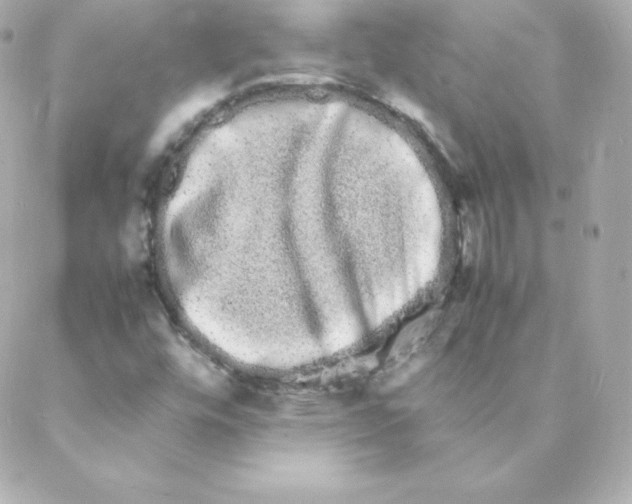 X0000088131448200705291321