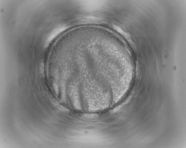 X0000088131453200705291321