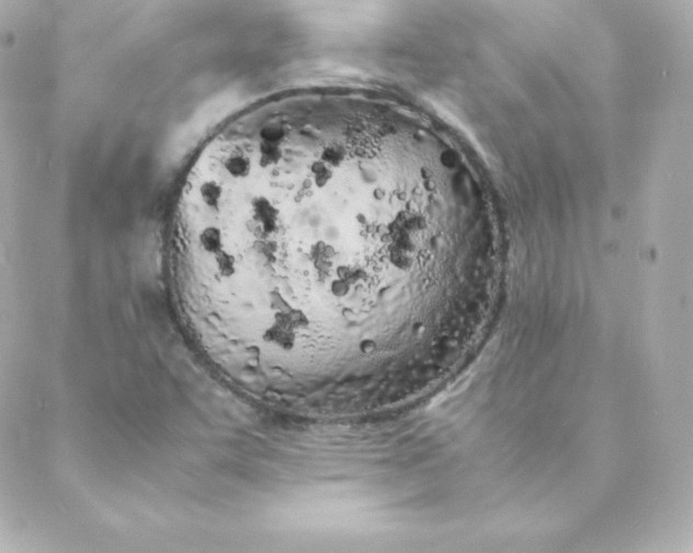 X0000088131455200705291321