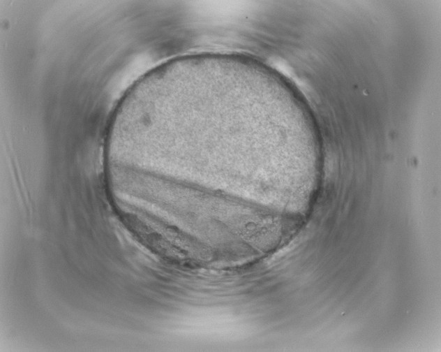 X0000088131459200705291321