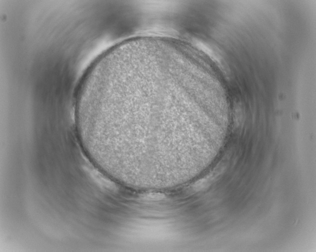 X0000088131462200705291321