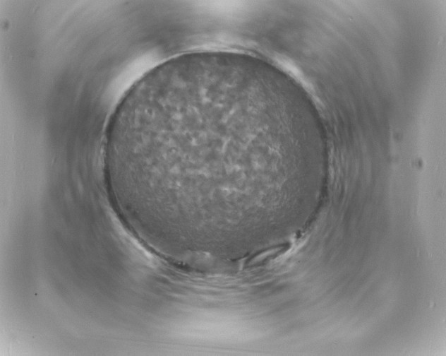 X0000088131463200705291321