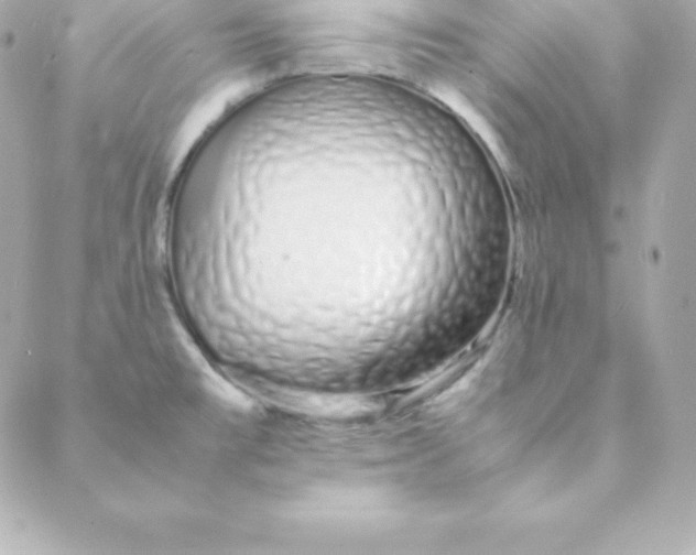 X0000088131477200705291320