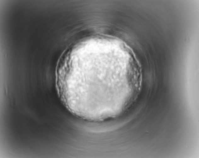 X0000088130030200706041327