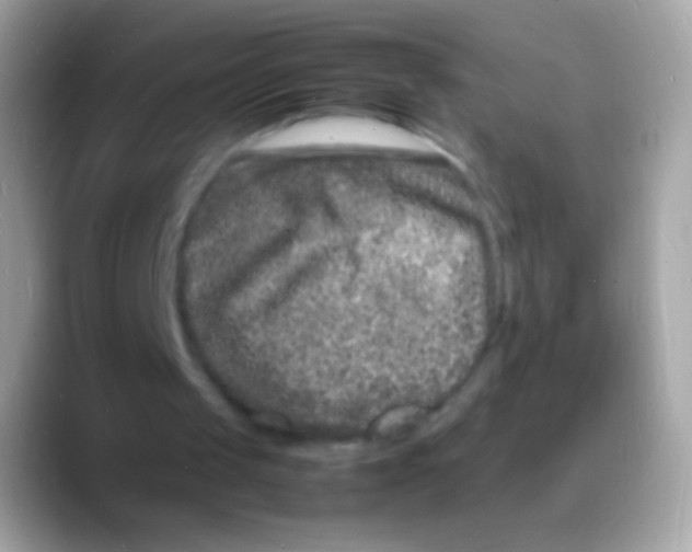 X0000088130049200706041326