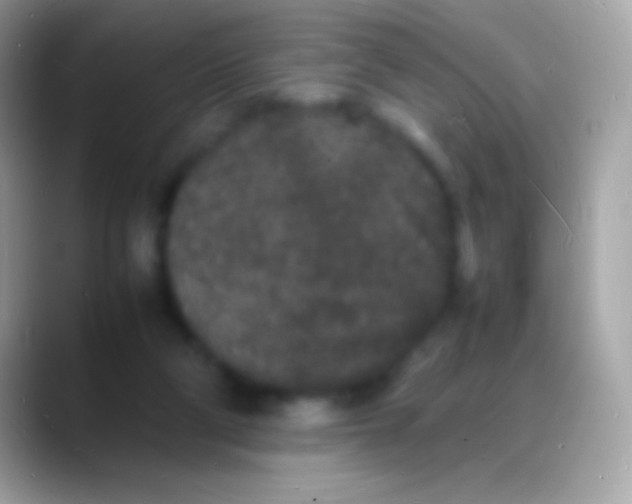 X0000088130114200706041326