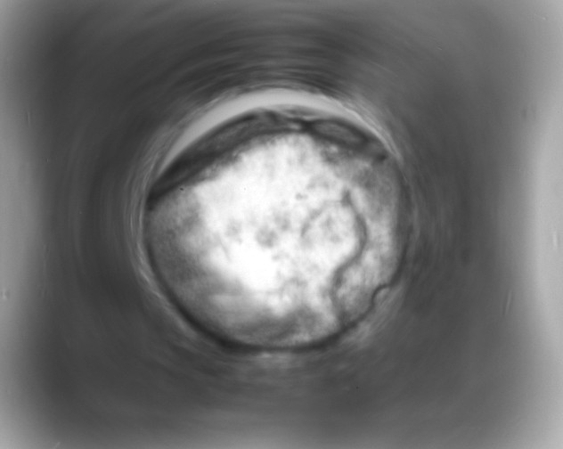 X0000088130145200706041325