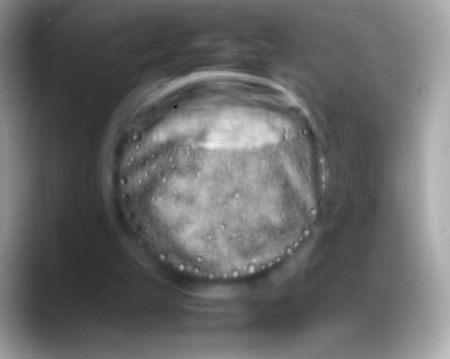 X0000088130149200706041325