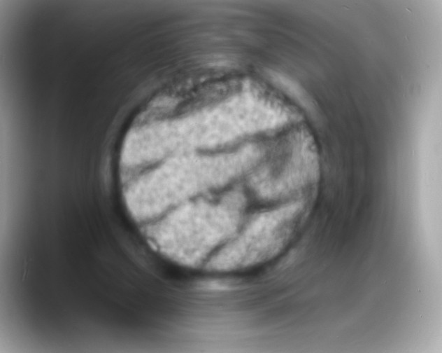 X0000088130250200706041324