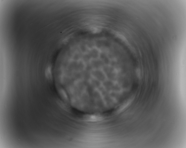 X0000088130286200706041324