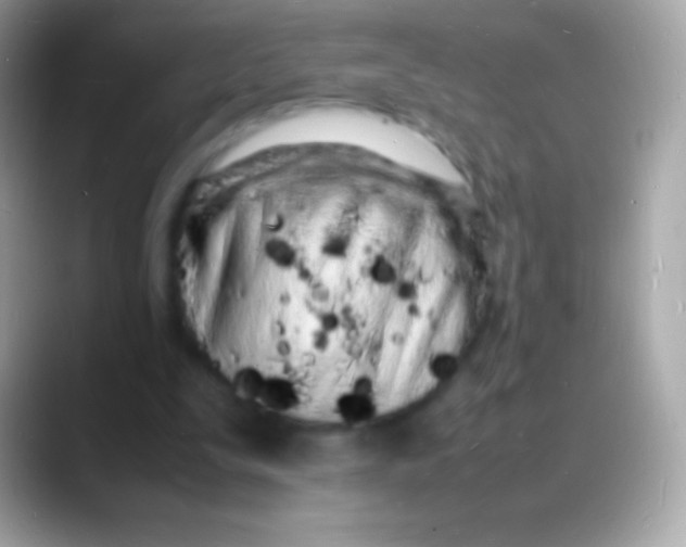 X0000088130295200706041324