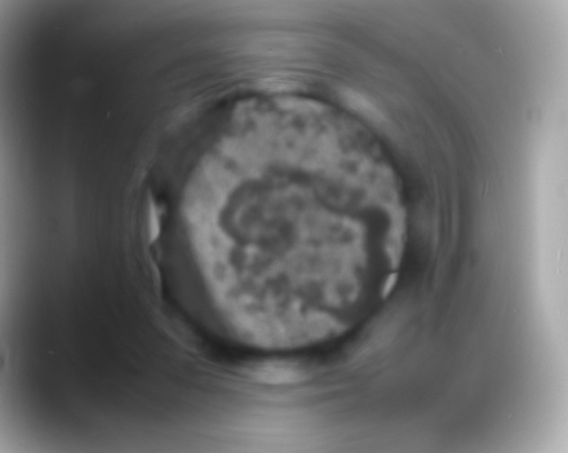 X0000088130303200706041324