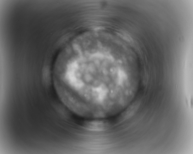 X0000088130366200706041323