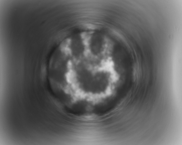 X0000088130410200706041322