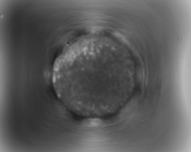 X0000088130427200706041322