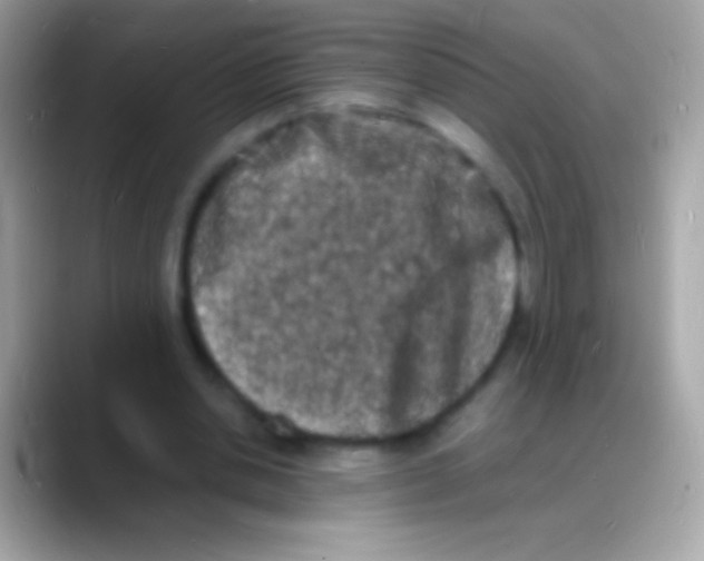 X0000088130438200706041322