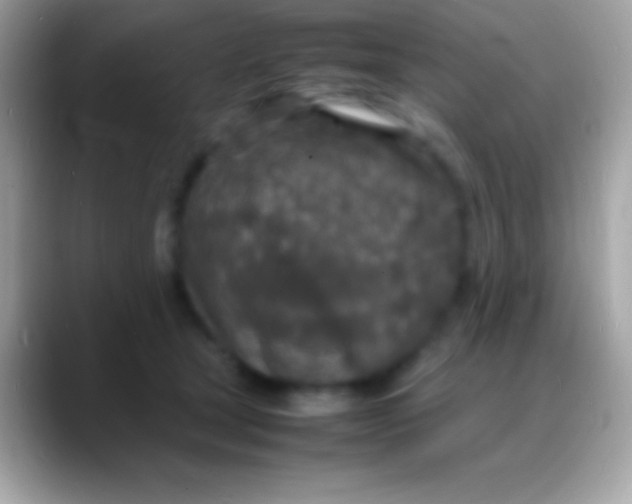 X0000088130465200706041322