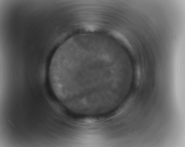 X0000088130496200706041321