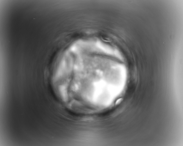 X0000088130523200706041321